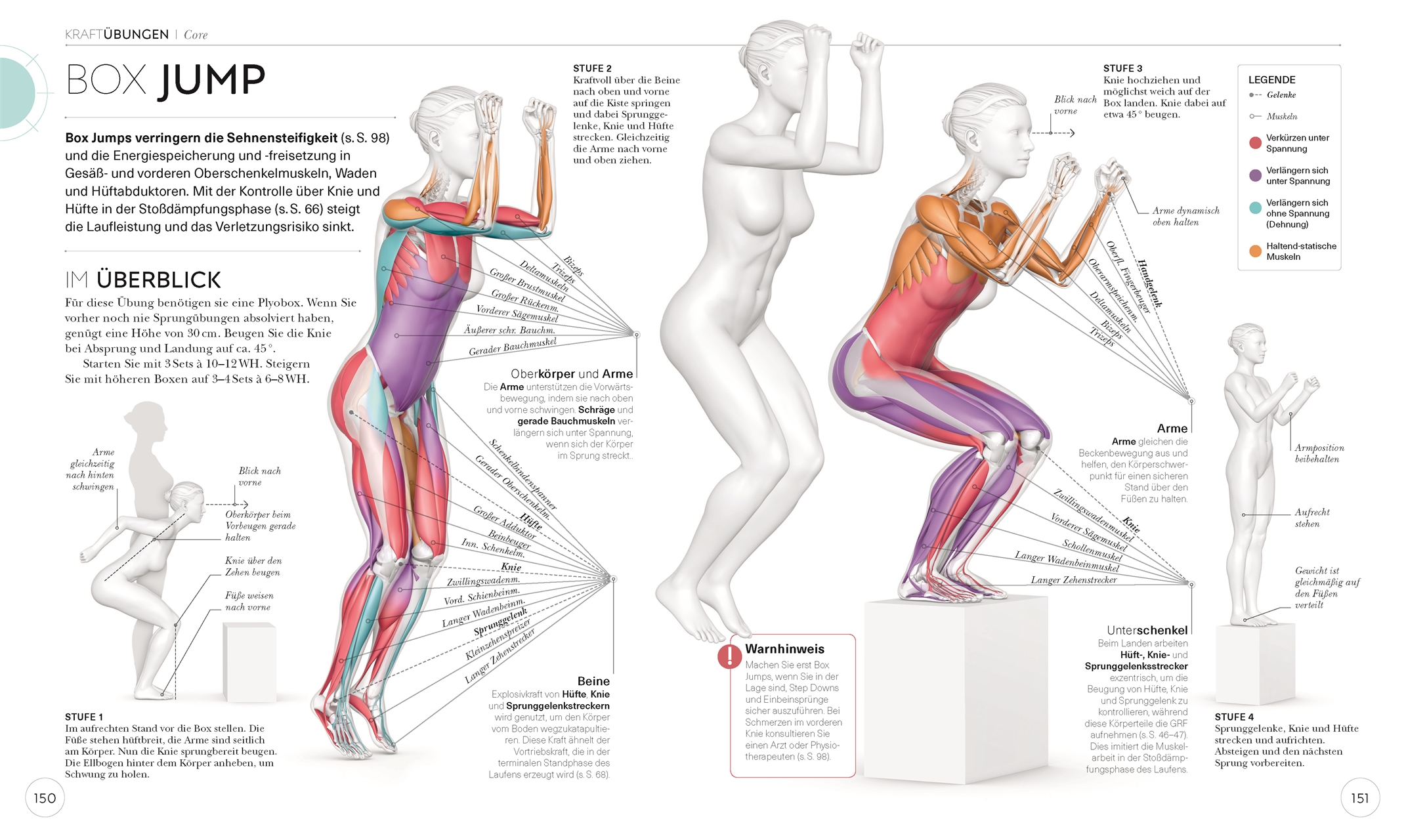 Lauftraining - Die Anatomie verstehen (Chris Napier)
