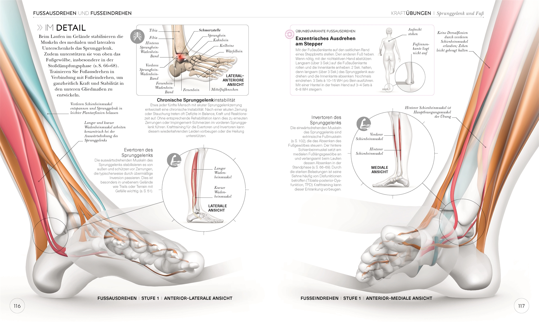 Lauftraining - Die Anatomie verstehen (Chris Napier)