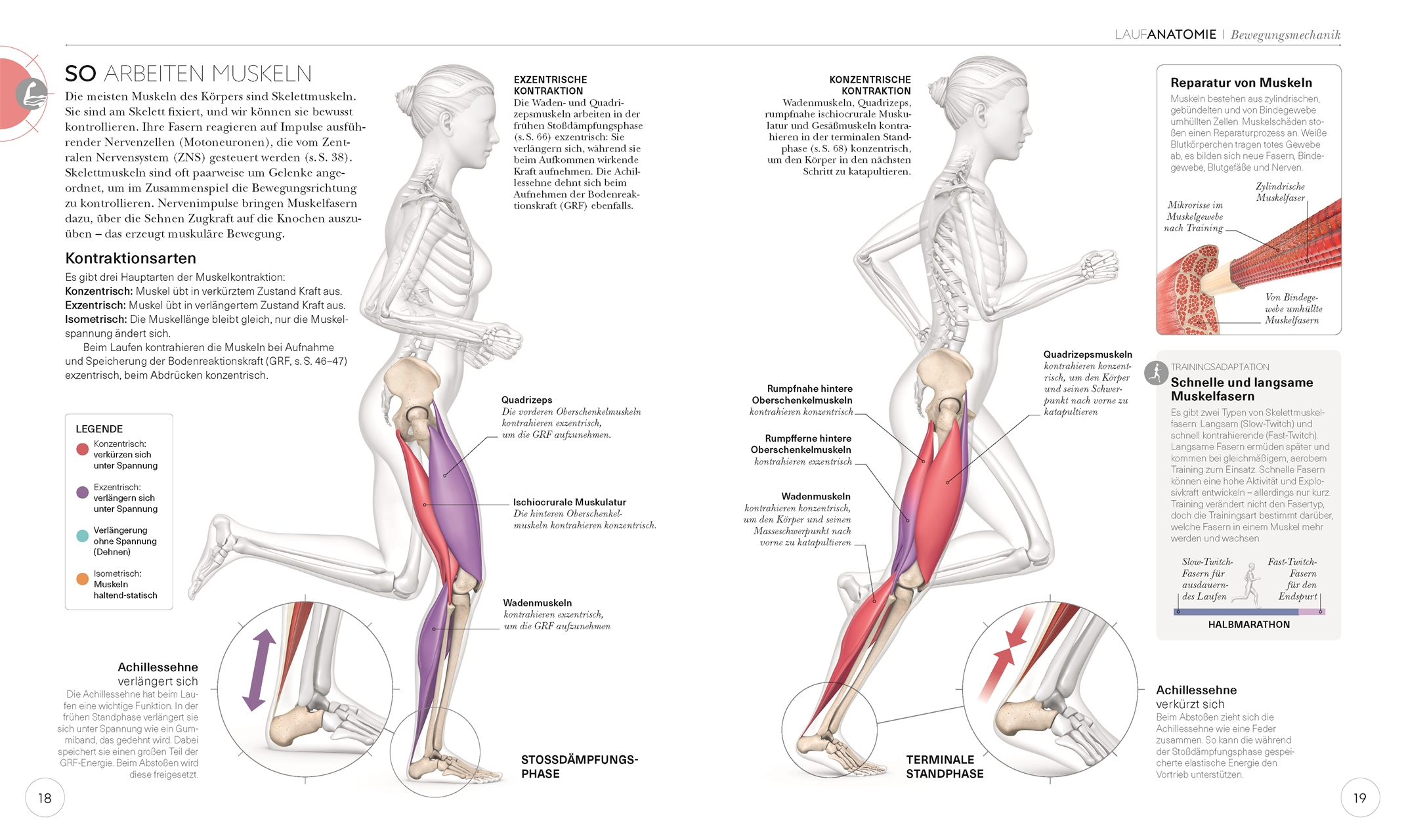 Lauftraining - Die Anatomie verstehen (Chris Napier)